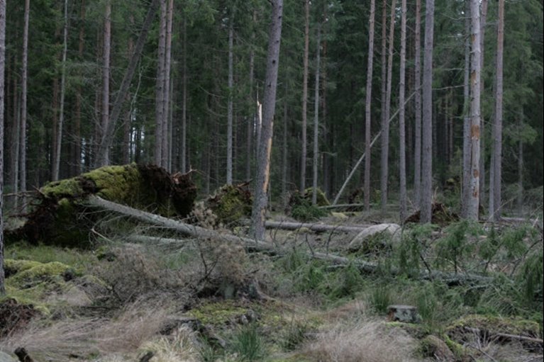 Storm, januari, 2007, Ingelstad, Tävelsås Skogsskador efter stormen Per 2007 utanför Tävelsås söder om Växjö. Mestadels vindfällen av gran. Snö och vinter