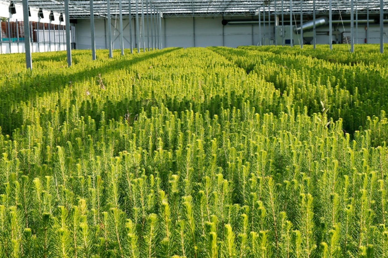 Granplantor i växthus i Flåboda