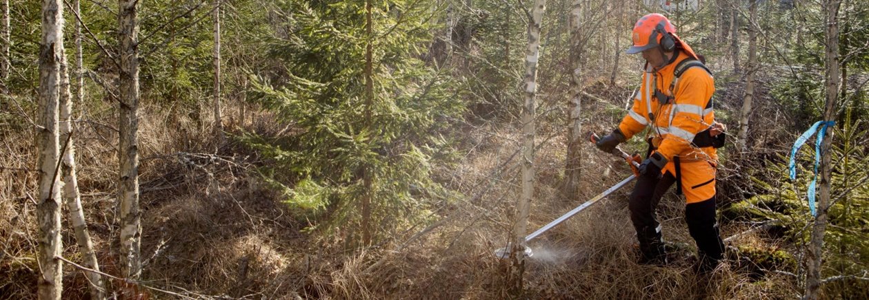 Röjning av skog av Södra-medlemmen Karl-Eric Johansson och dottern Ellen Johansson. Gran avveckling lövskärm.
