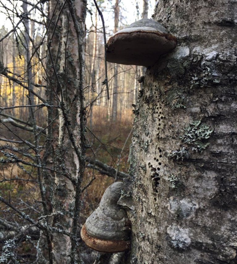 Hål efter Björksplintborre