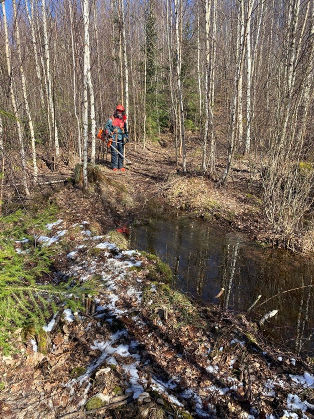 Marie Larsson röjer i sin skog.
