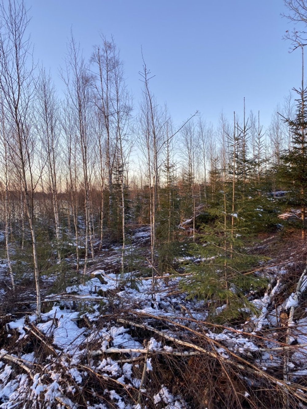 Röjning