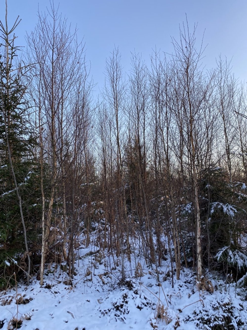 Röjning
