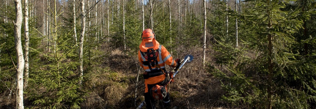 Röjning av skog av Södra-medlemmen Karl-Eric Johansson och dottern Ellen Johansson. Gran avveckling lövskärm.