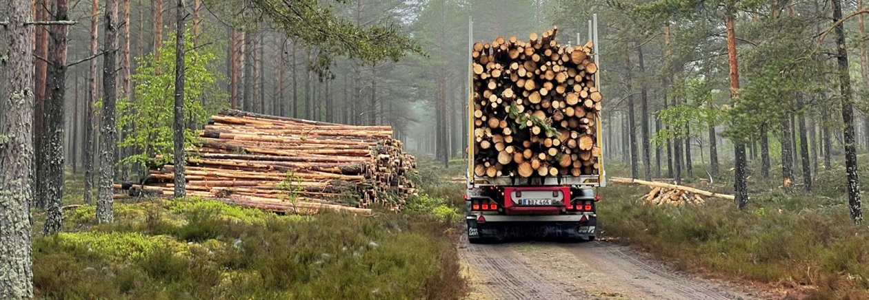 Lastbil i morgondis på skogsbilväg.