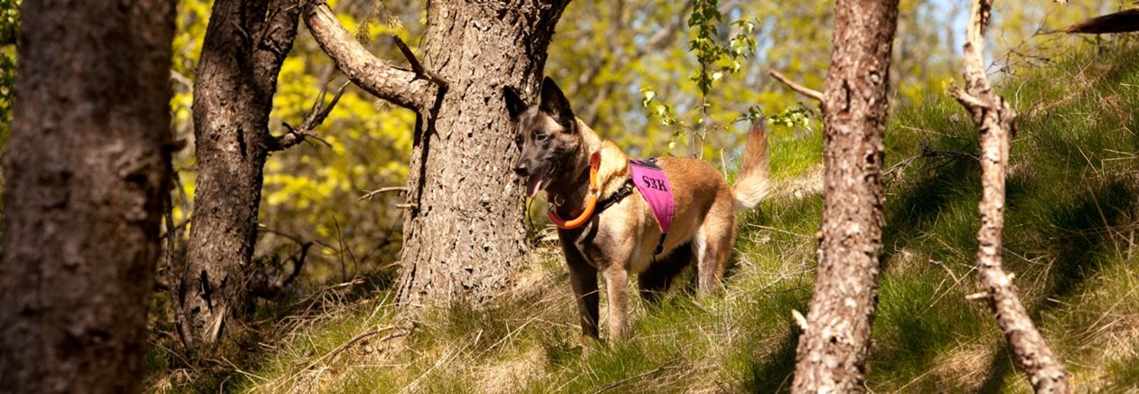 Hund