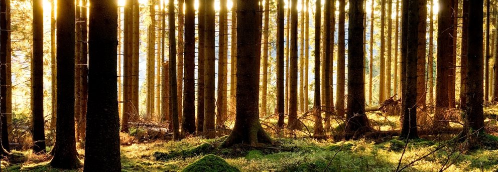 Barrskog med solljus i bakgrunden.