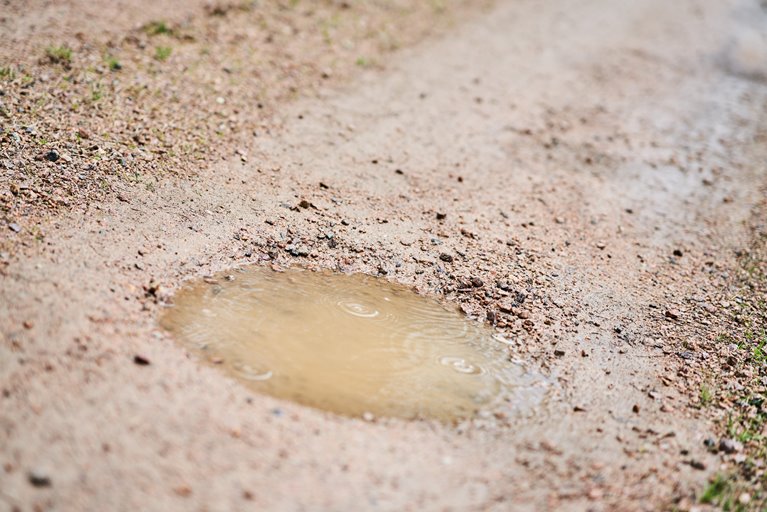 Skogsbilvägar 2021.