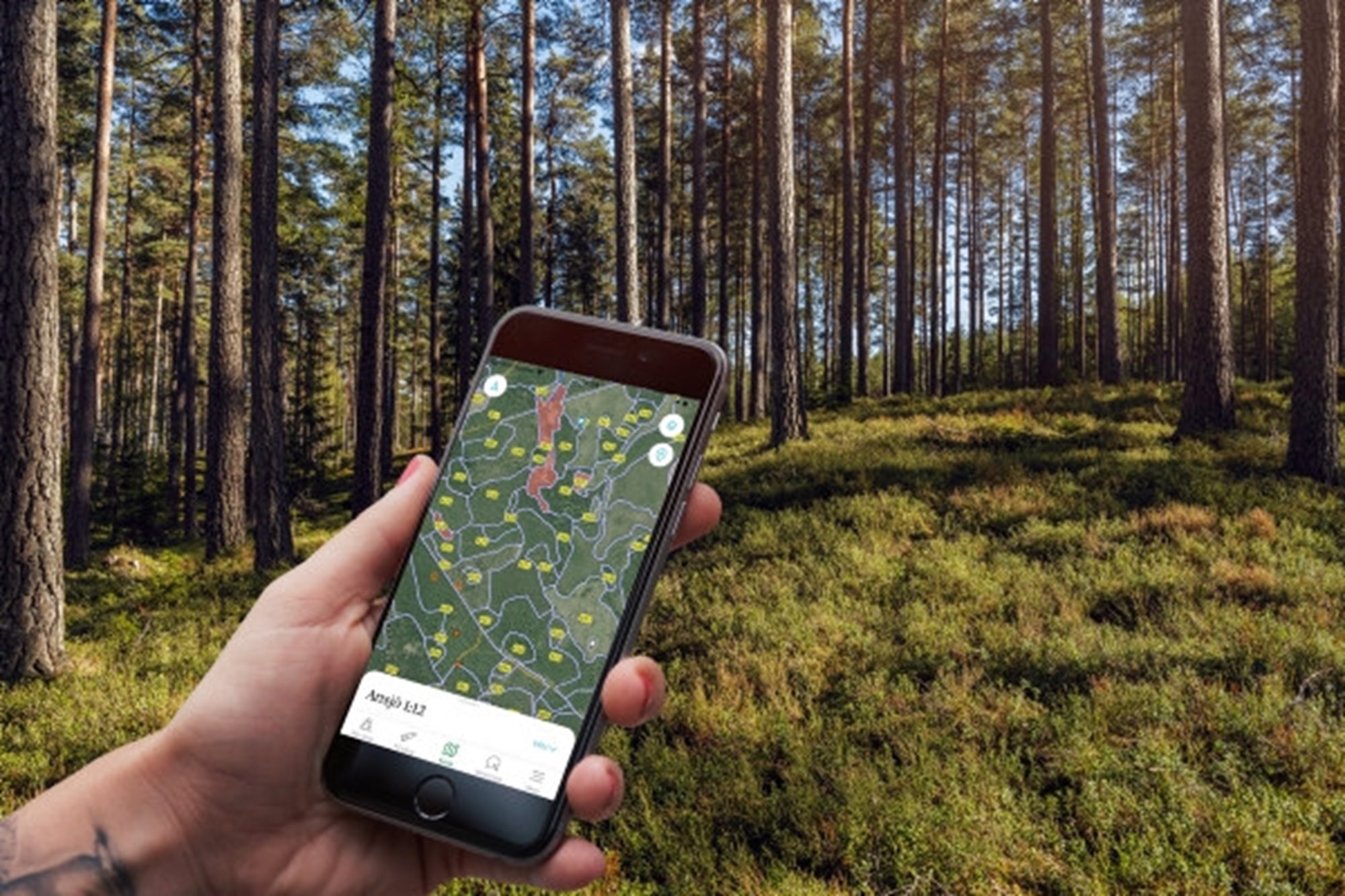 Collagebild Appen Min skogsgård Tallskog med blåbärsris
