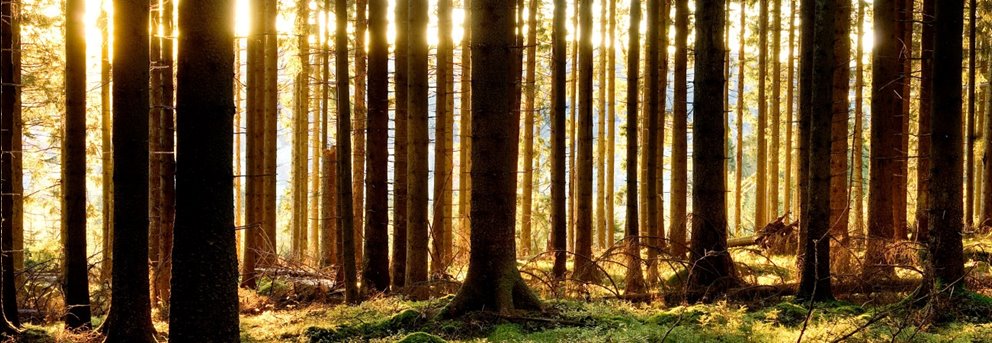 Solbelysta granstammar.