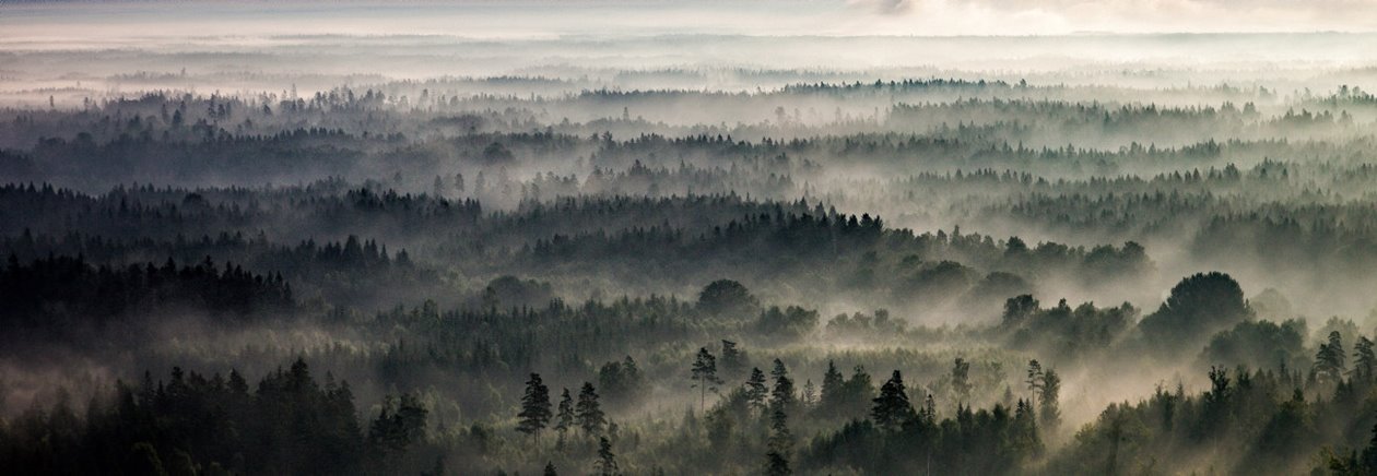 Skog vid Emmaboda i Småland