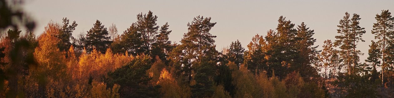 Höstlandskap
