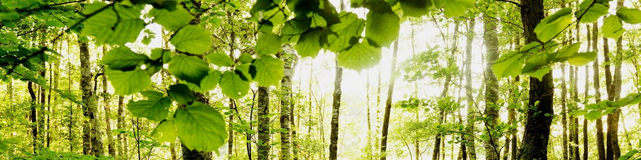 Dunge; skog; löv; sol; sommarkväll.