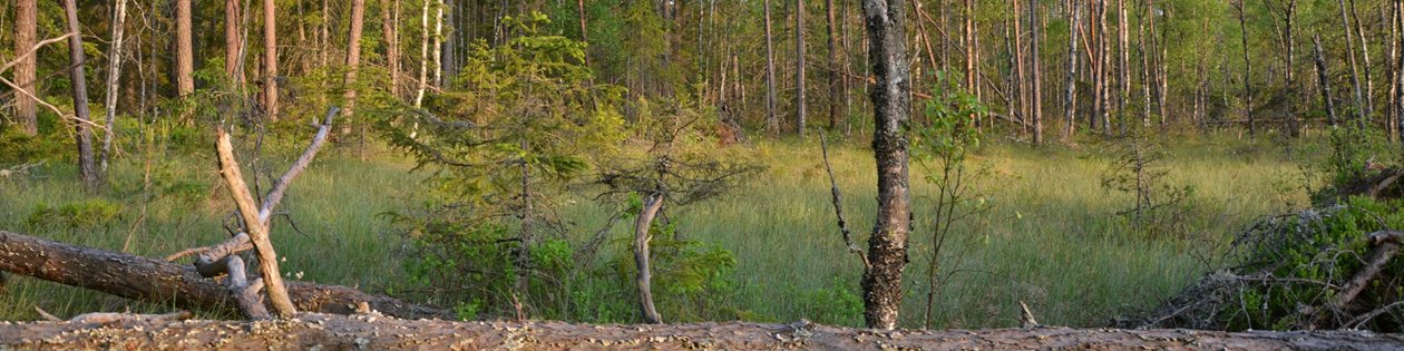 Mark med höga naturvärden. Öppen våtmark.