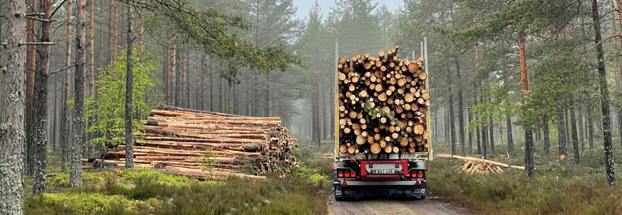 Lastbil i morgondis på skogsbilväg.