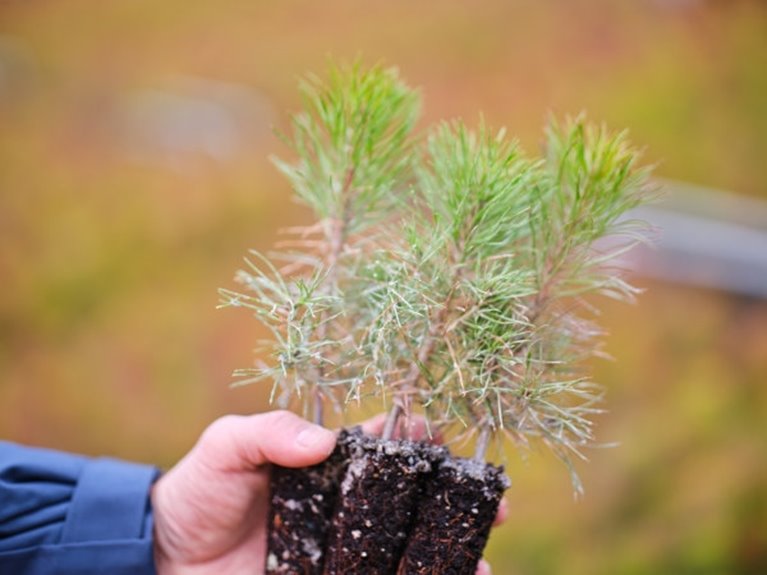 Södra Skogsplantor Flåboda Tallplantor i växthus