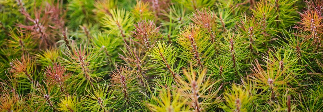 Södra Skogsplantor Flåboda Tallplantor i växthus
