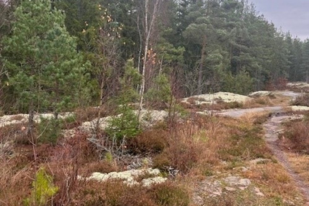 Här syns små bergimpediment där underväxten helt korrekt har lämnats kvar. Stigen som syns i bild ska ju däremot röjas fram.