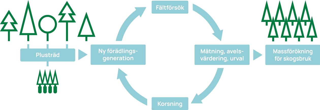 Illustration förädling av skogsträd. Förädlingsprogram.
