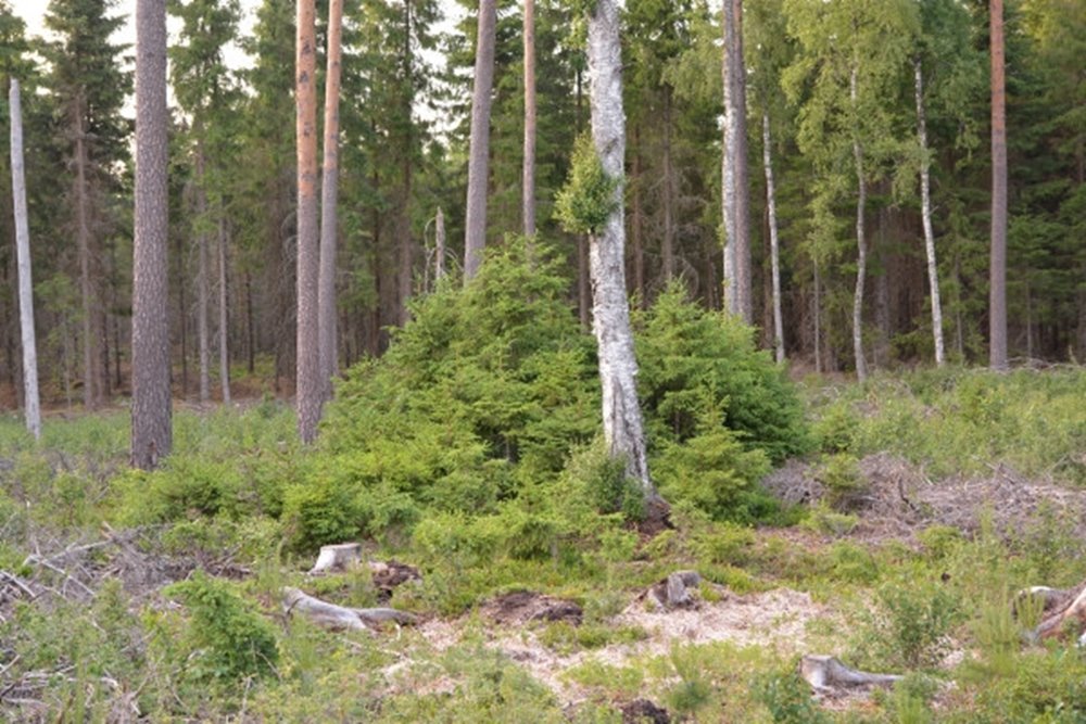 Exempel på en mindre yta som sparats oröjd.