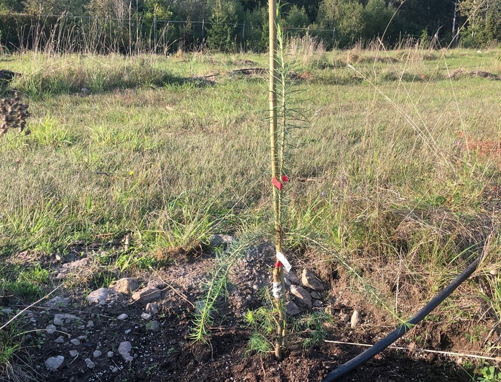 Nyplanterad hybridlärk Gåtebo