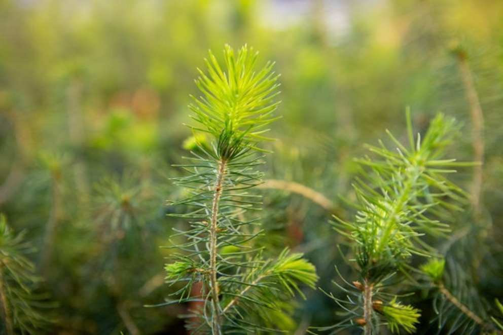 Granplantor som odlats fram via somatisk embryogenes i växthuset vid SLU Biocentrum i Uppsala.