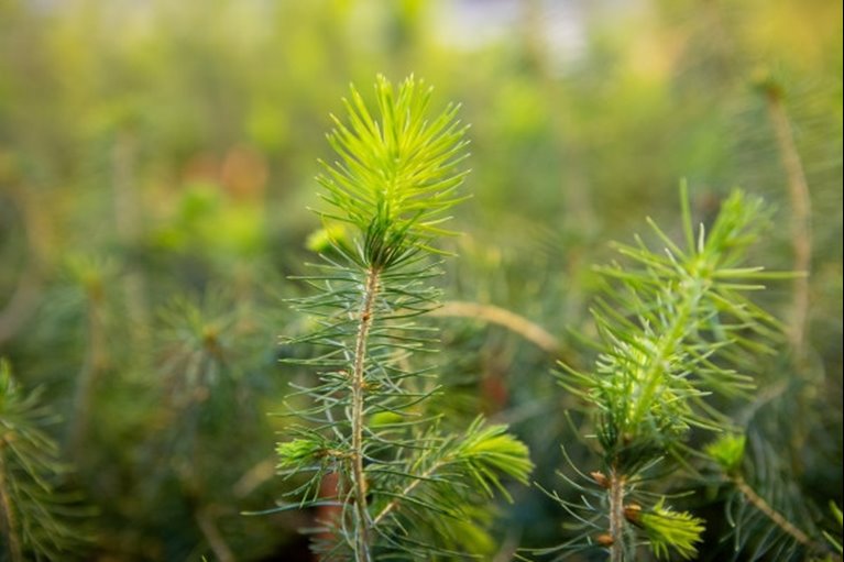 Granplantor som odlats fram via somatisk embryogenes i växthuset vid SLU Biocentrum i Uppsala.