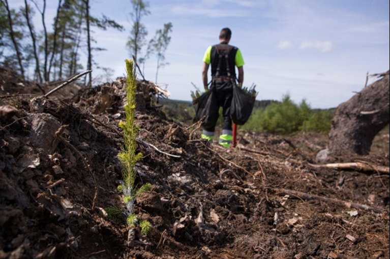 Plantering av Södras plantor Entreprenör som planterar Södraplantan Cambiguard