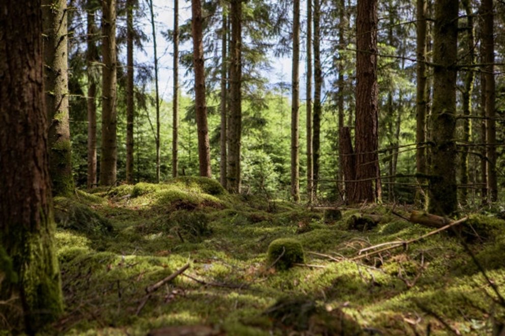 Bilder tagna på två platser i Halland.