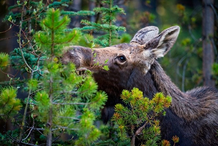 Älg som betar på en tallplanta.