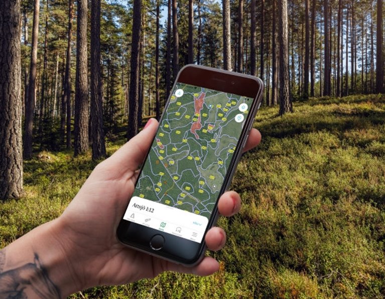 Collagebild Appen Min skogsgård Tallskog med blåbärsris