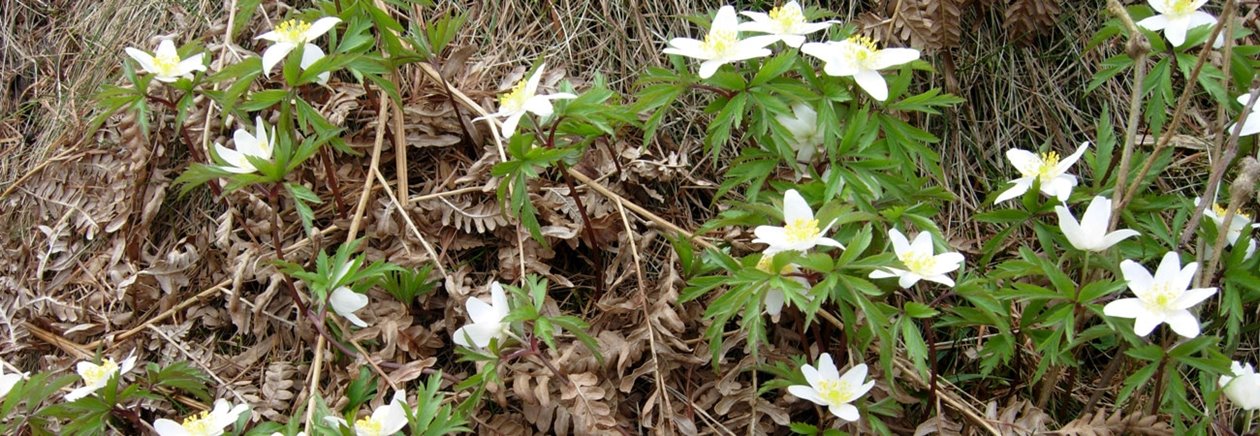 Natur. Växter. Vitsippor.Vitsippa.Vår.