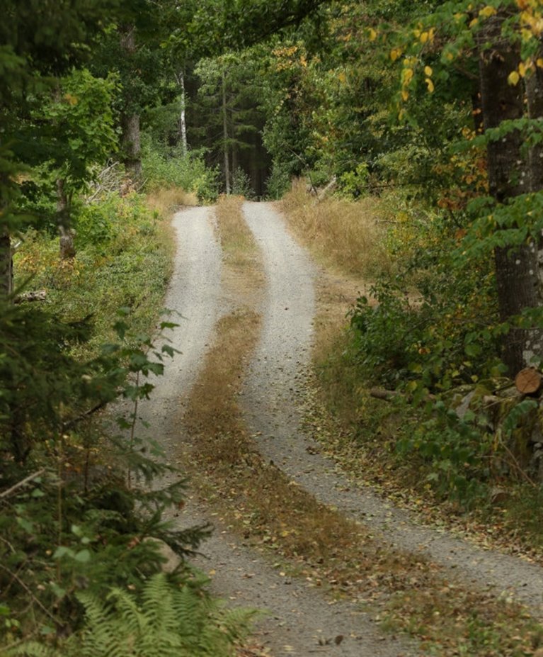 Skogsbilväg i Klenemåla