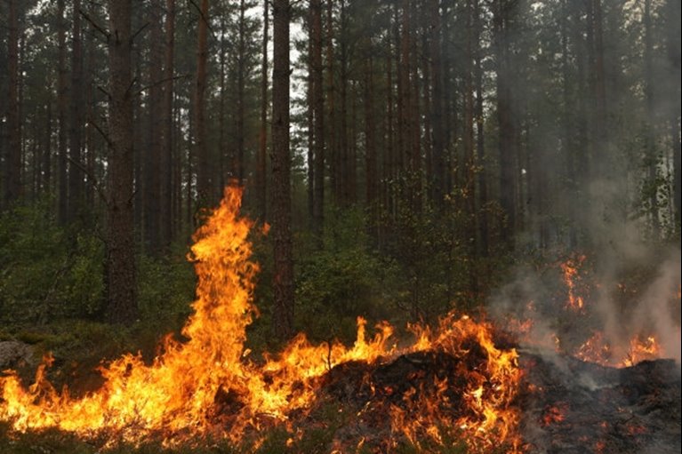 naturvårdsbränning i Klenemåla