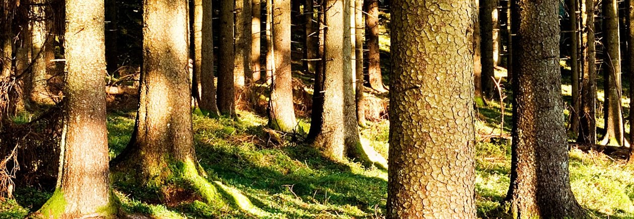 Skog. Gran. Granskog. Solbelysta stammar. Granskog