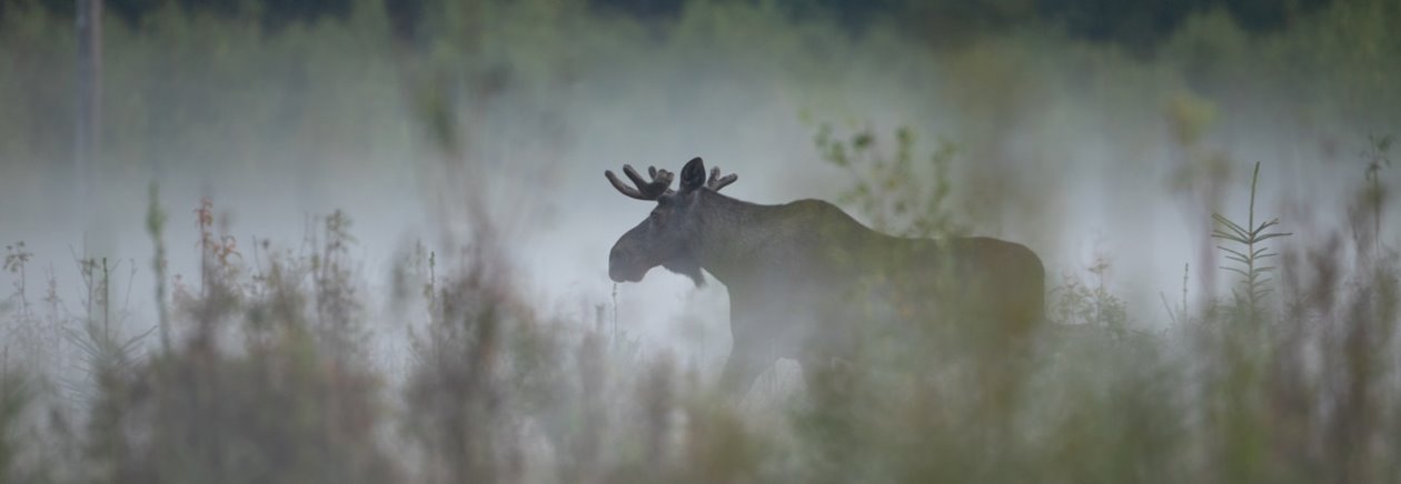 Älg Älgbilder fyra styck från samma serie. Älgbilder fyra styck från samma serie.