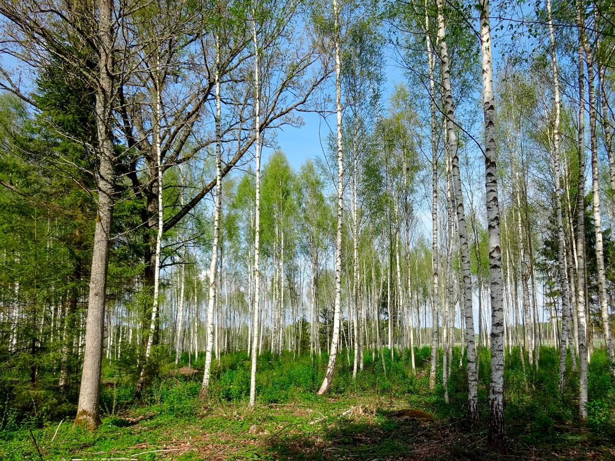 Björkskog Lettland