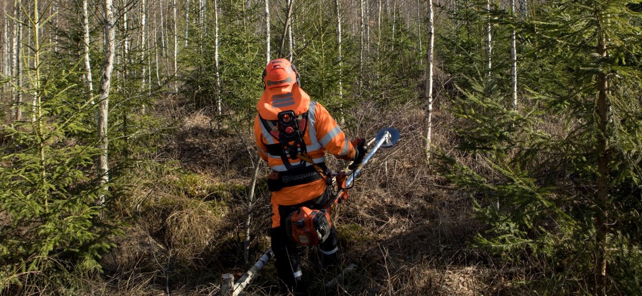 Röjning av skog av Södra-medlemmen Karl-Eric Johansson och dottern Ellen Johansson.  Gran avveckling lövskärm.