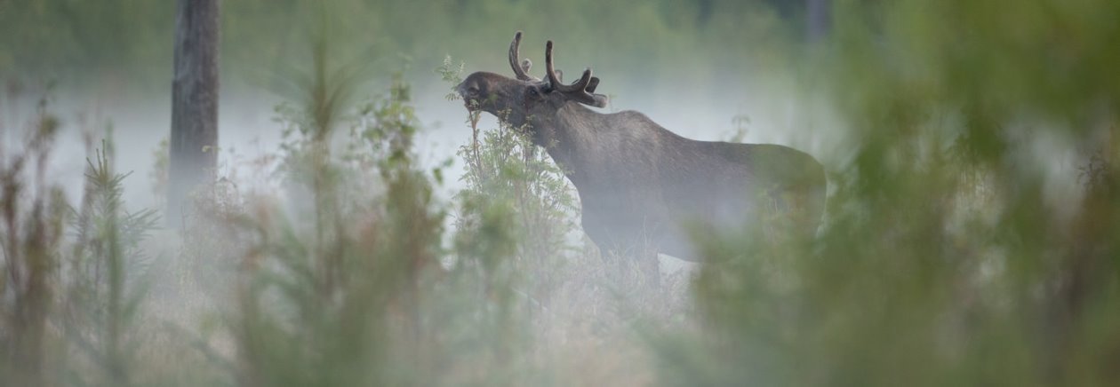 Älg Älgbilder fyra styck från samma serie. Älgbilder fyra styck från samma serie.