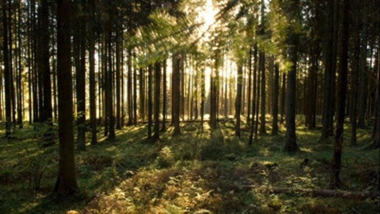 granskog