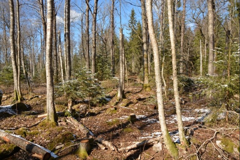 Träden på tidigare inägomark är ofta yngre och här syftar åtgärderna många gånger till att skapa naturvärden genom att tillskapa död ved och öka variationen. En bra åtgärd är att öppna smågläntor för att markfloran ska få frodas.