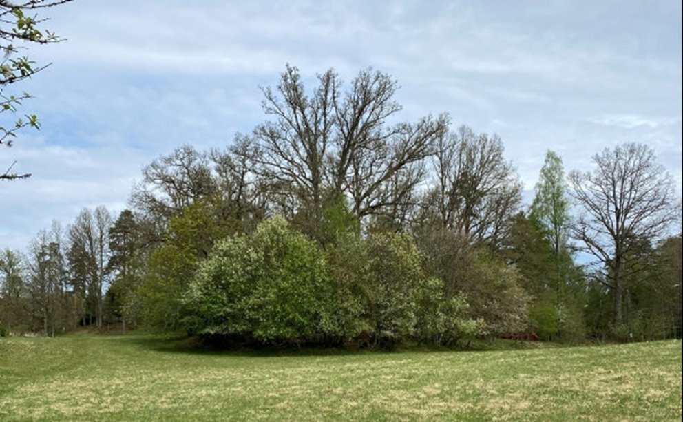 Hänsynskrävande biotop. Bryn.
Södrakontakt nr 3 2024