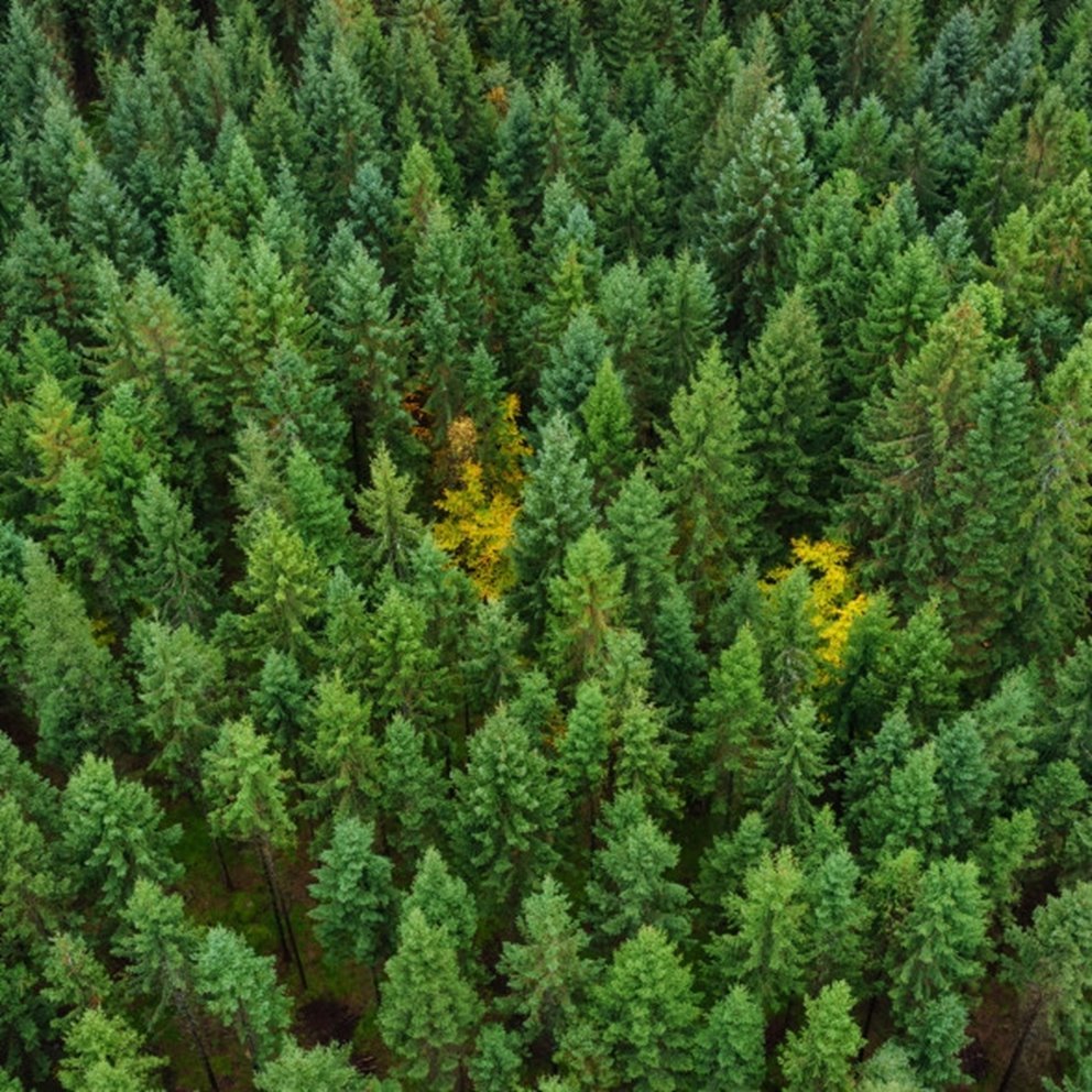 Flygarebild över grön skog