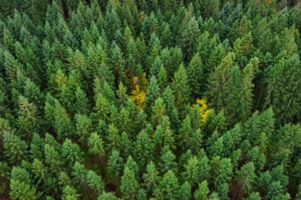 Flygarebild över grön skog