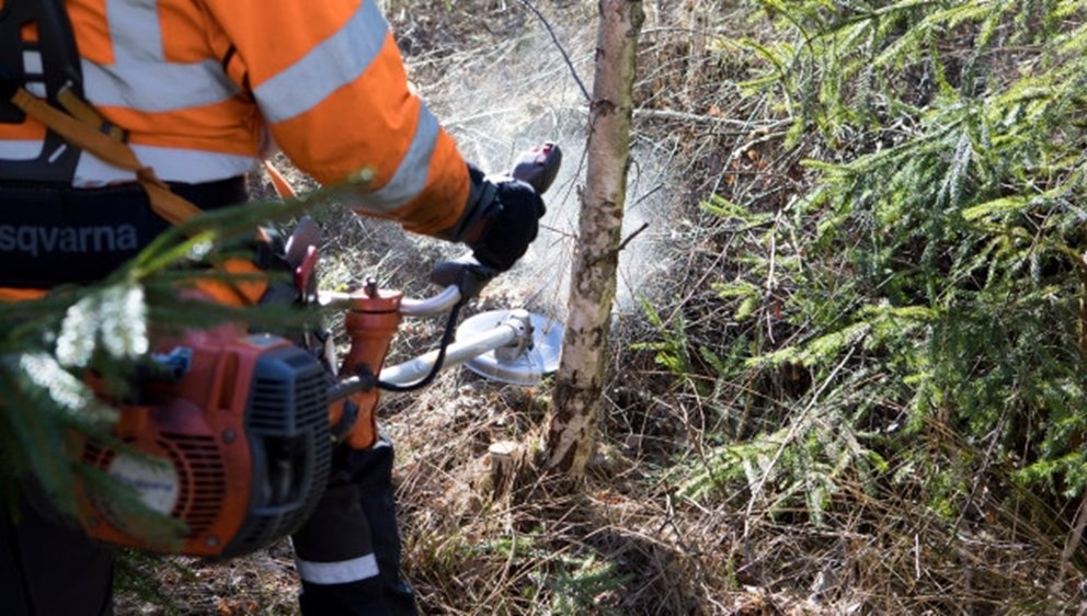 Röjning av skog av Södra-medlemmen Karl-Eric Johansson och dottern Ellen Johansson. Gran avveckling lövskärm.