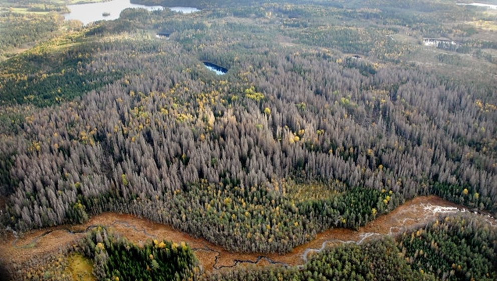 Vy över granbarkborreskadad skog Kråketorp