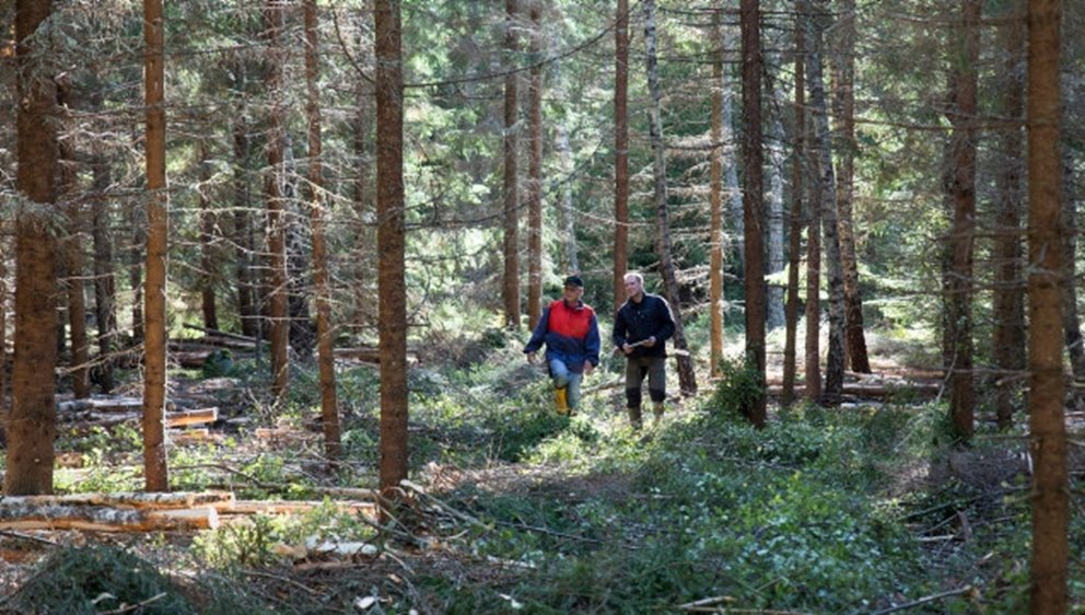 Medlem i skogen tillsammans med Andreas Sätterlönn. Gallring 