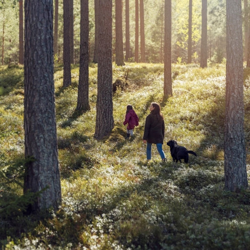Barn mamma och hund är ute och går i skogen