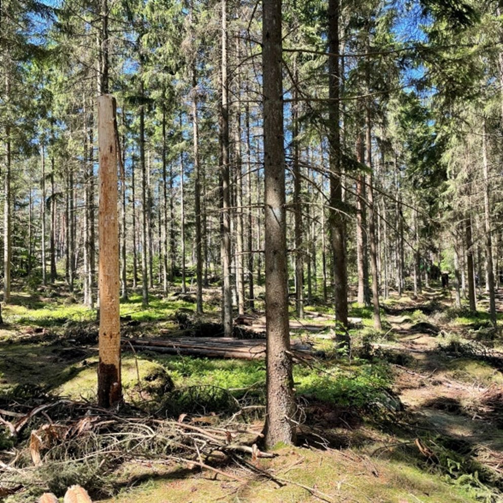 Korrekt lämnad hänsyn vid gallring