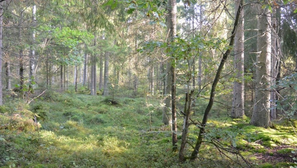 Hyggesfria skötselmetoder
